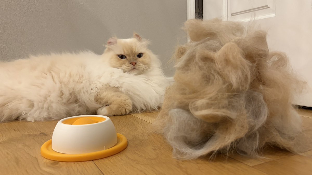 5匹で迎える換毛期、ちょっとブラシしただけで猫もう1匹出来そうです