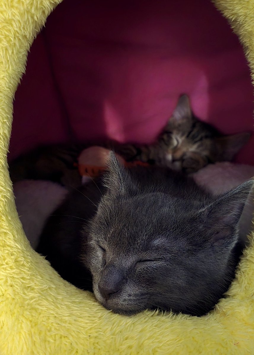 Nirvanazyn tweet media