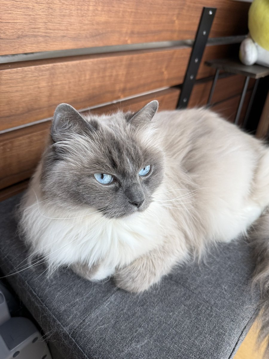 🐱ぽもち🐱 tweet media