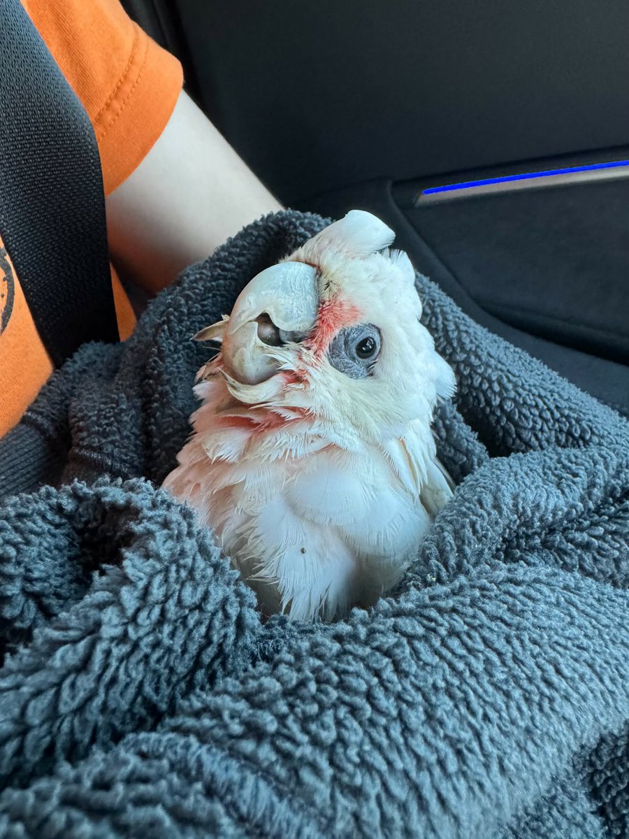 Jurassic Parrot tweet media