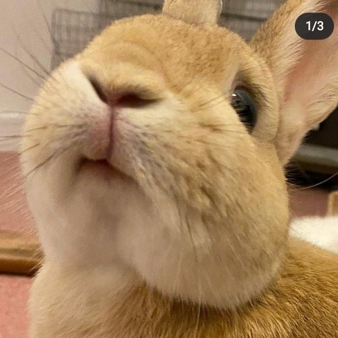 mina 🐢 tweet media