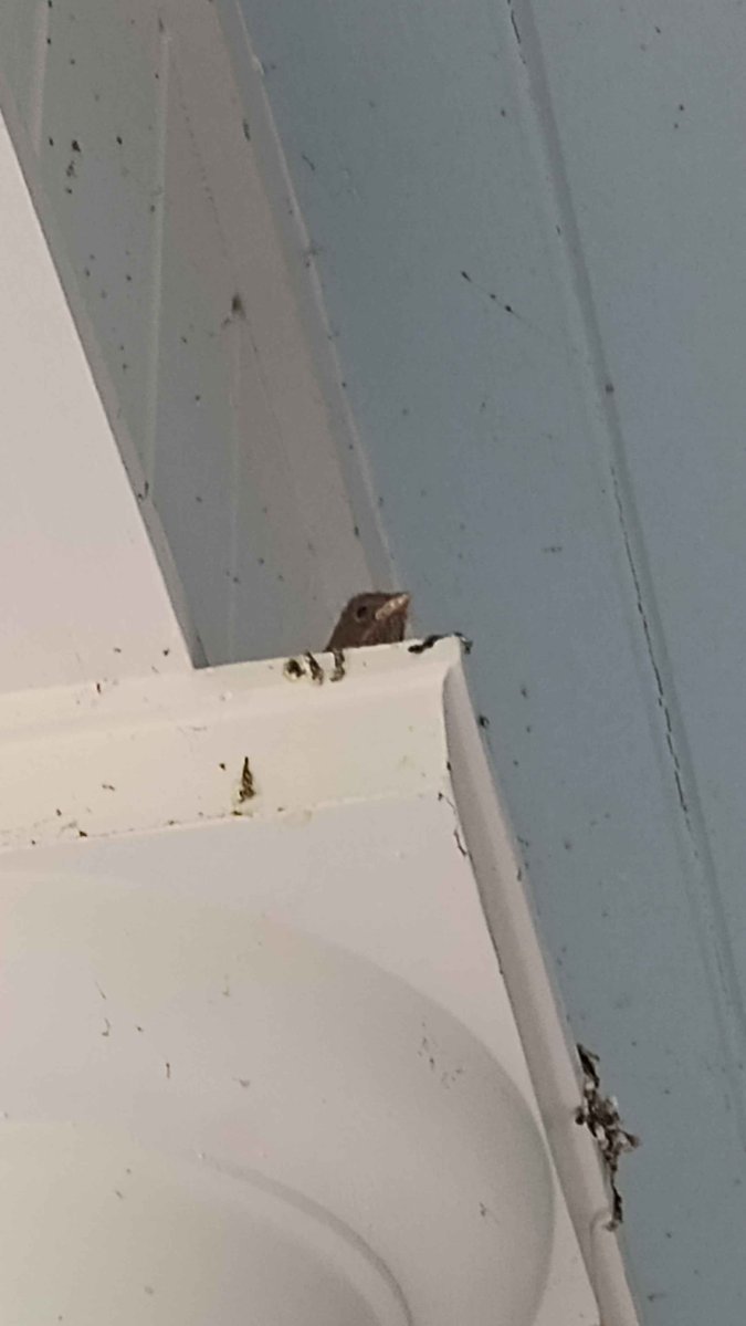 Intheyonderconifers tweet media