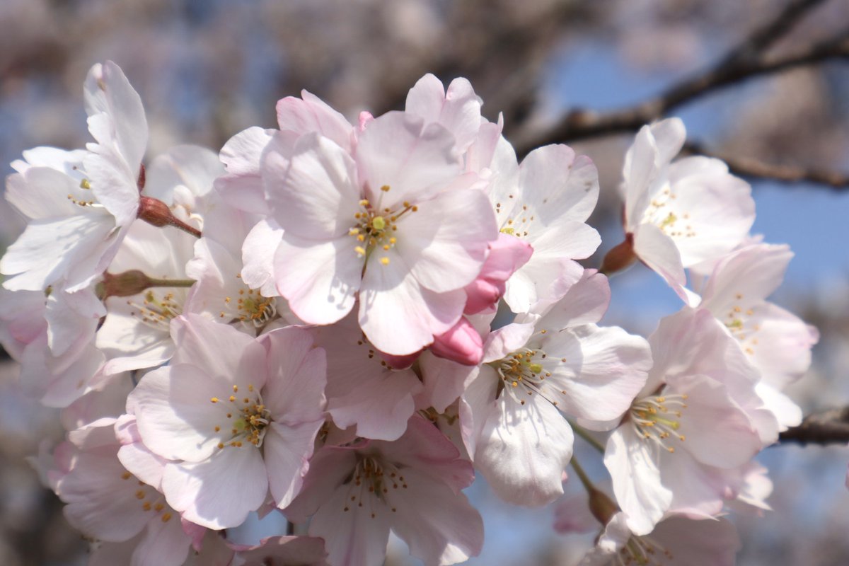 【公式】日本実業出版社(#にちじつ) tweet media