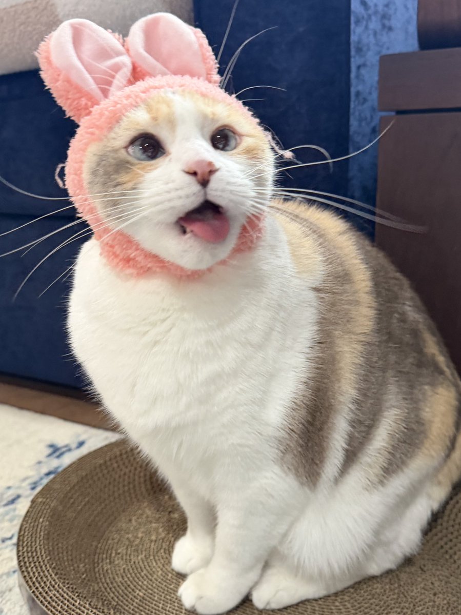 Panko A. Cat’s Mom tweet media