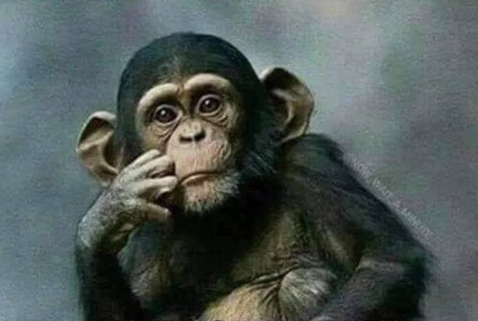 Apex Jones tweet media