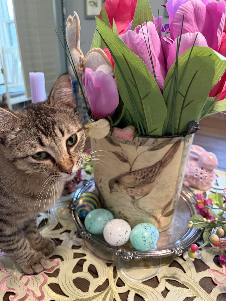 alli. ✨ tweet media