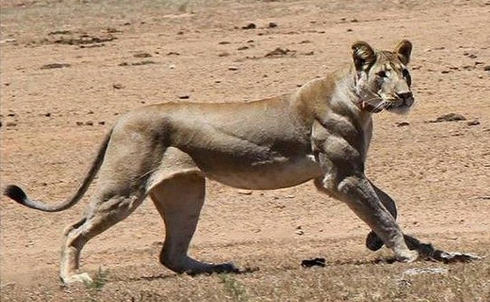 King Panthera tweet media