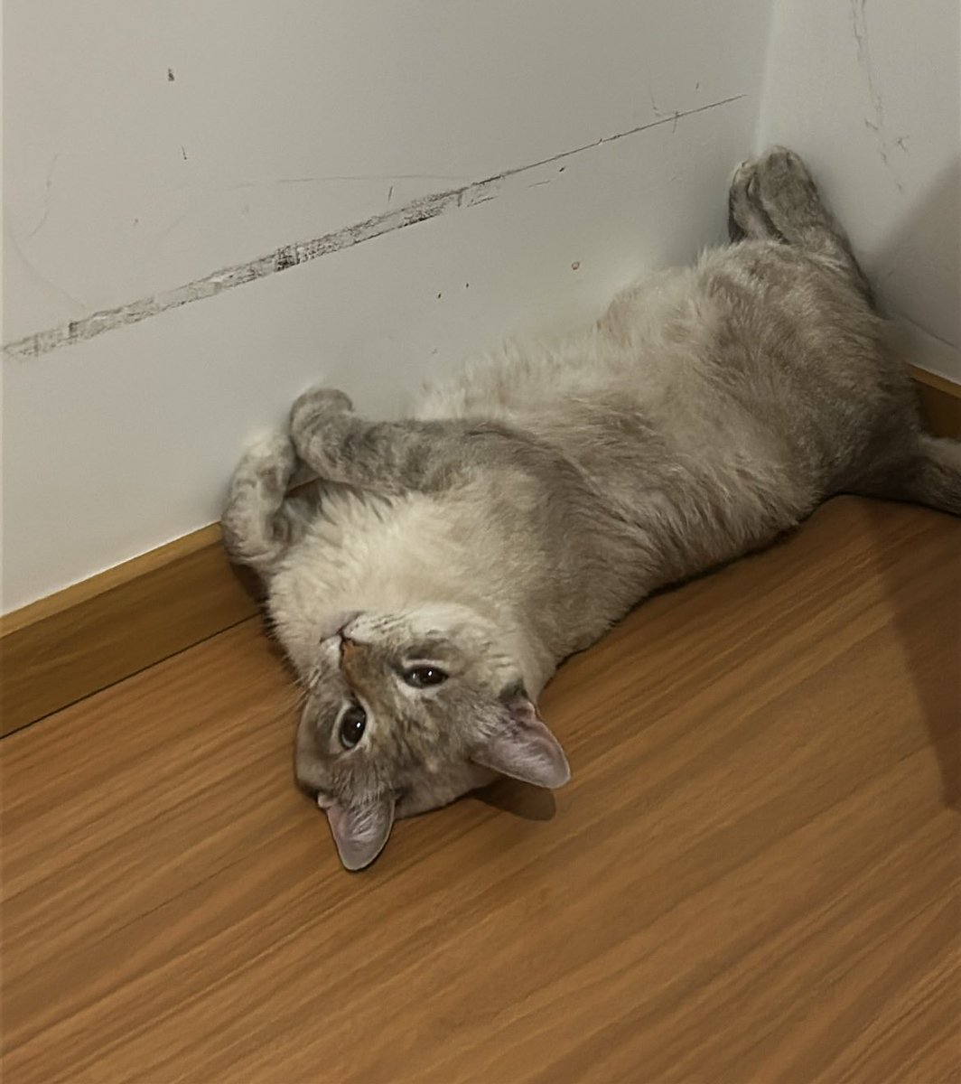 mestrona 🇵🇸 tweet media