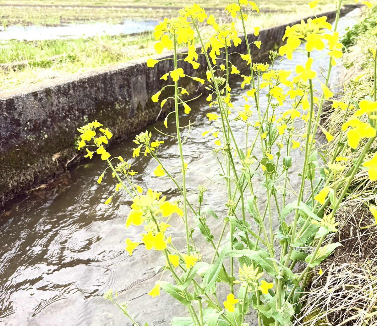 a2_a24's tweet photo. 田んぼに水が来たよー！
田植え準備が黙々と🚜 https://t.co/ratHAPlwVB