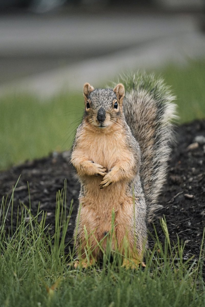 City squirrel.