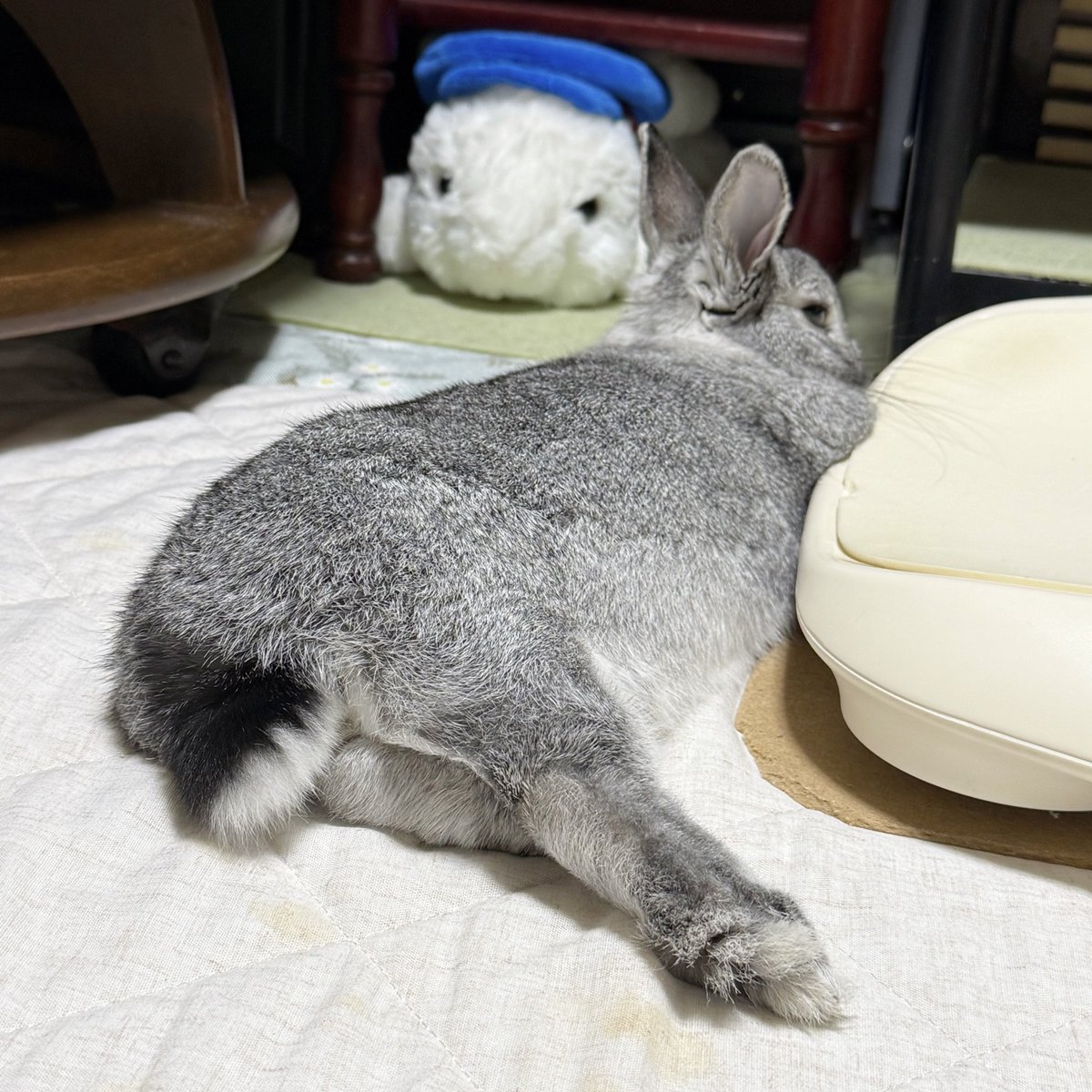 바람（baram）ちゃん tweet media