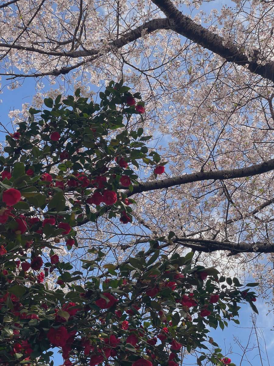 とき@4/4a! tweet media