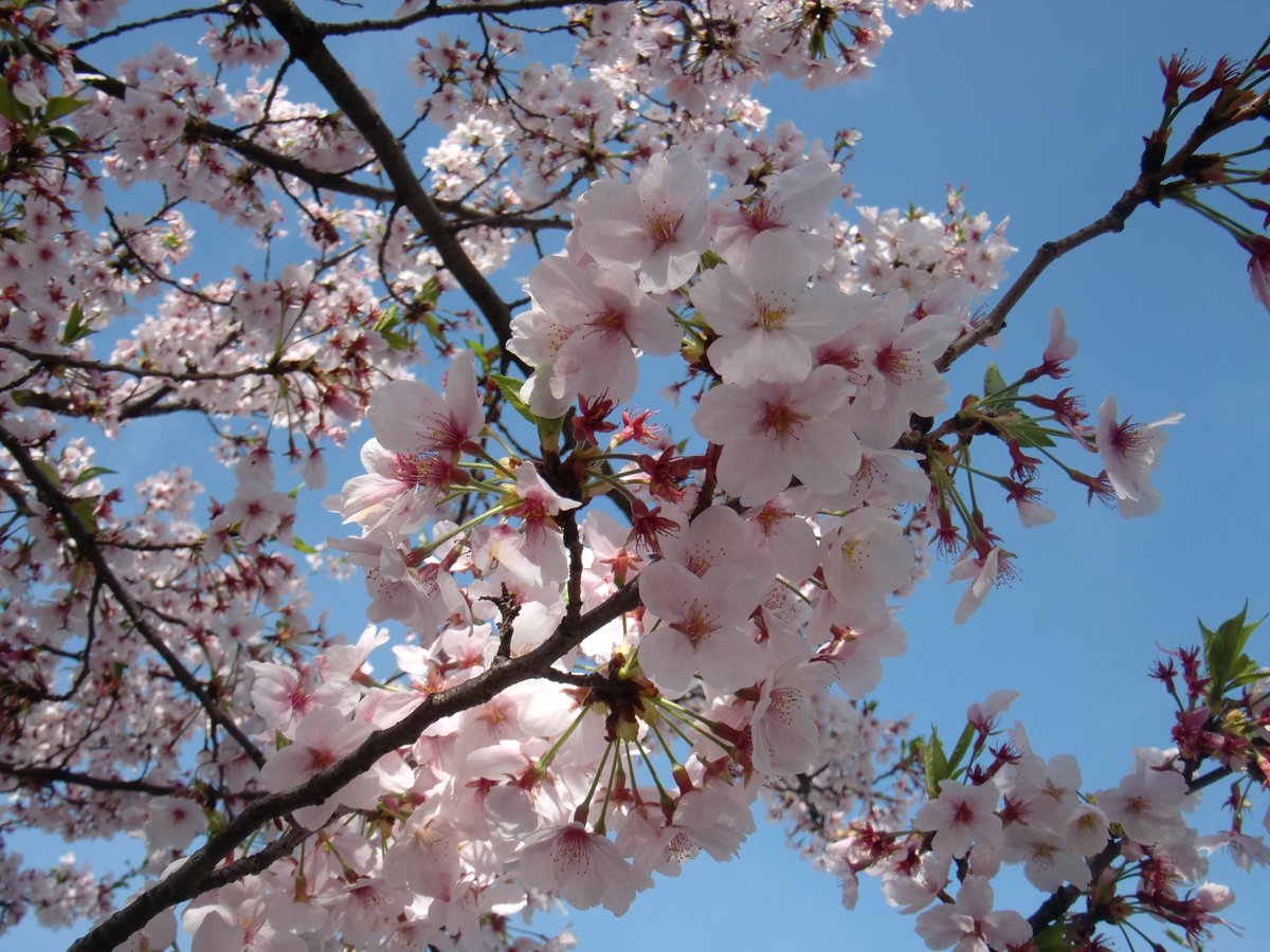 ⊹₊⟡⋆ tweet media