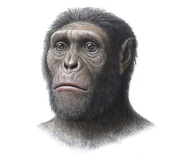 PaleoAnthropology tweet media