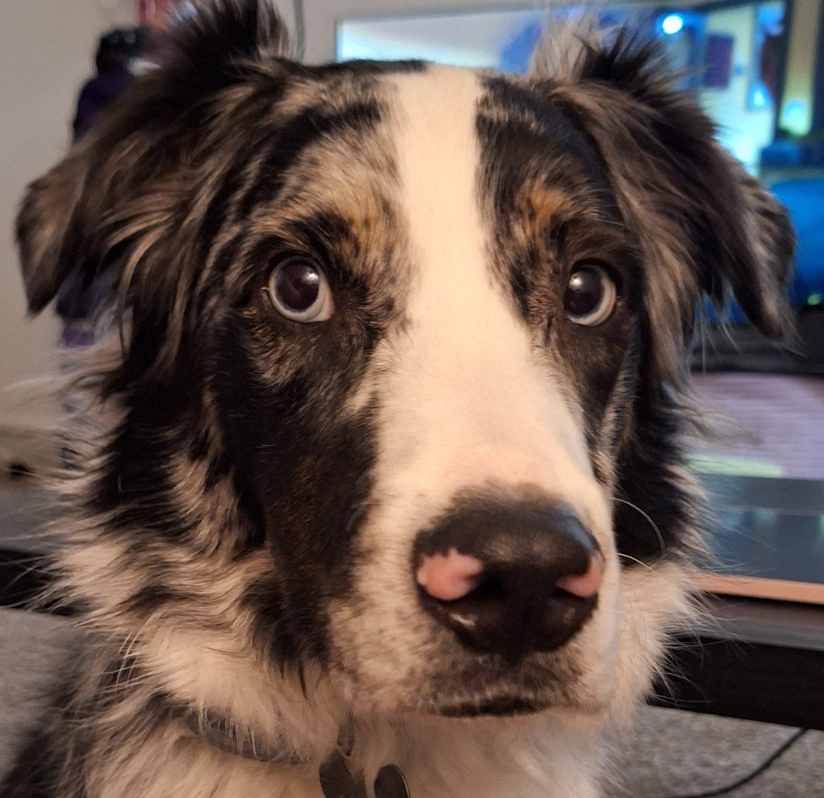 🔞Sunny Fae🔞 (COMMS OPEN) tweet media