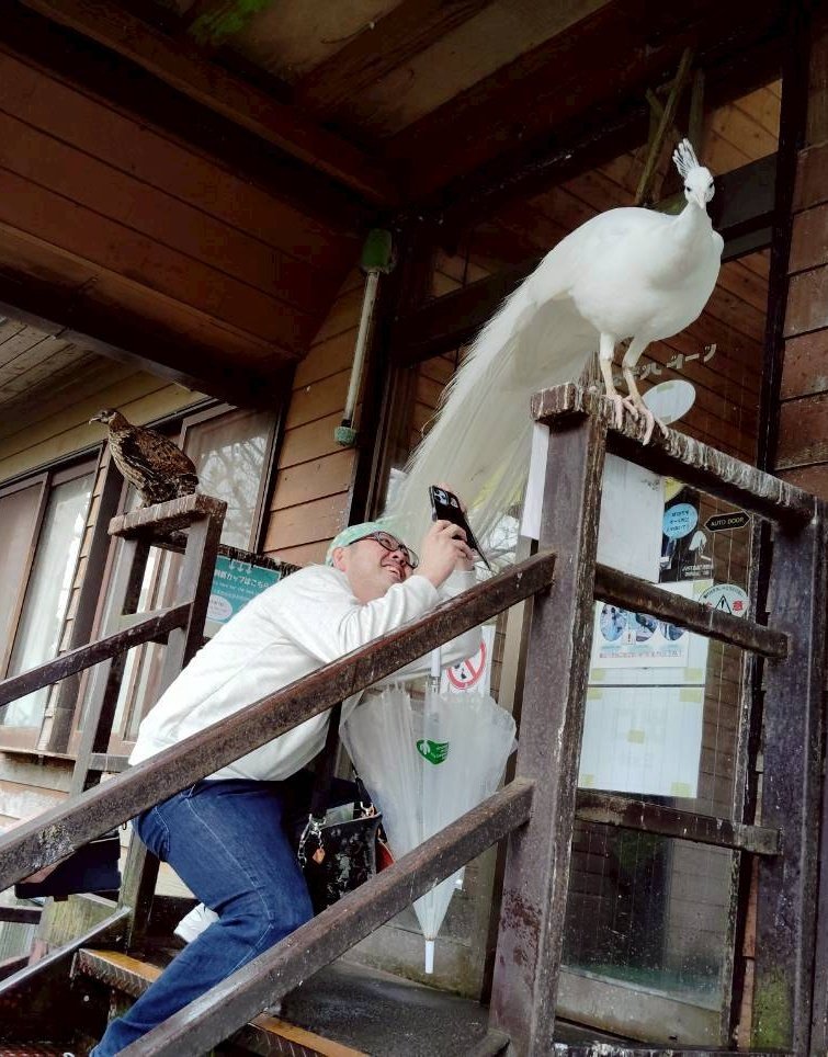 戦艦愛媛 tweet media