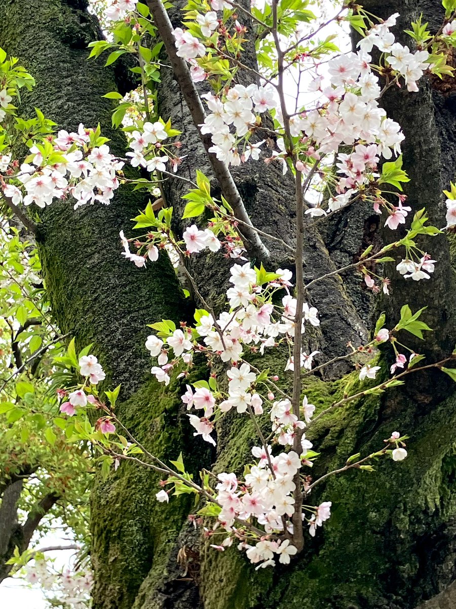 赤城条治B面 tweet media