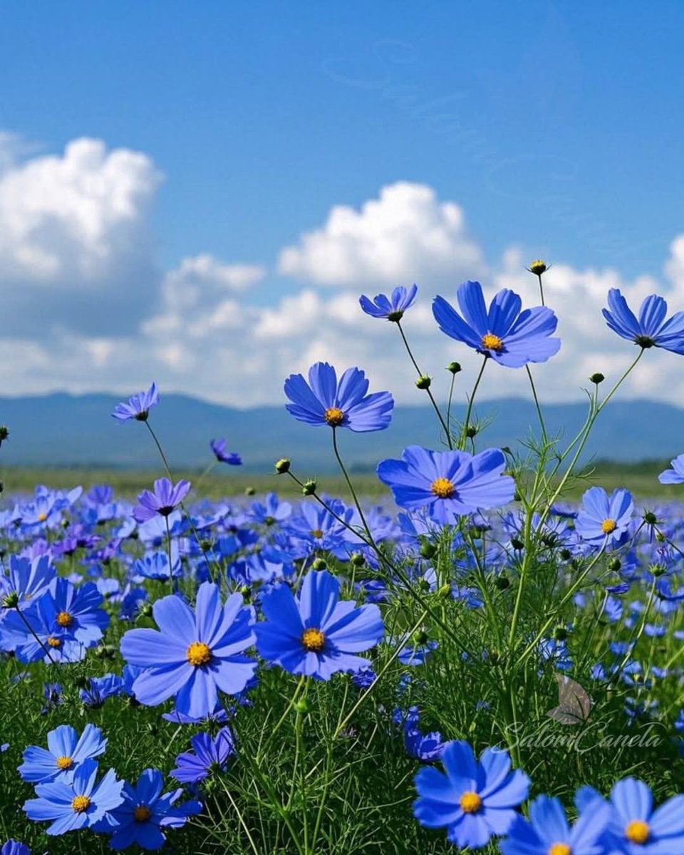 karebu 2020 tweet media