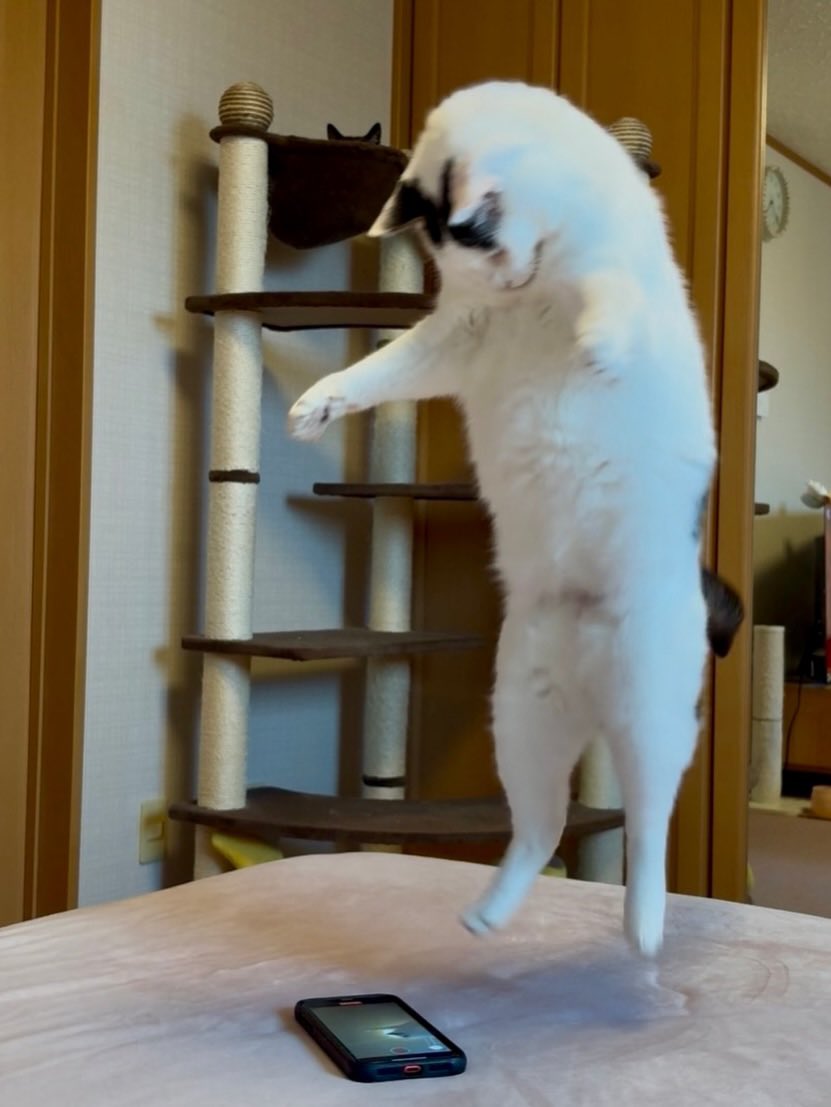 Cats for Happiness. tweet media