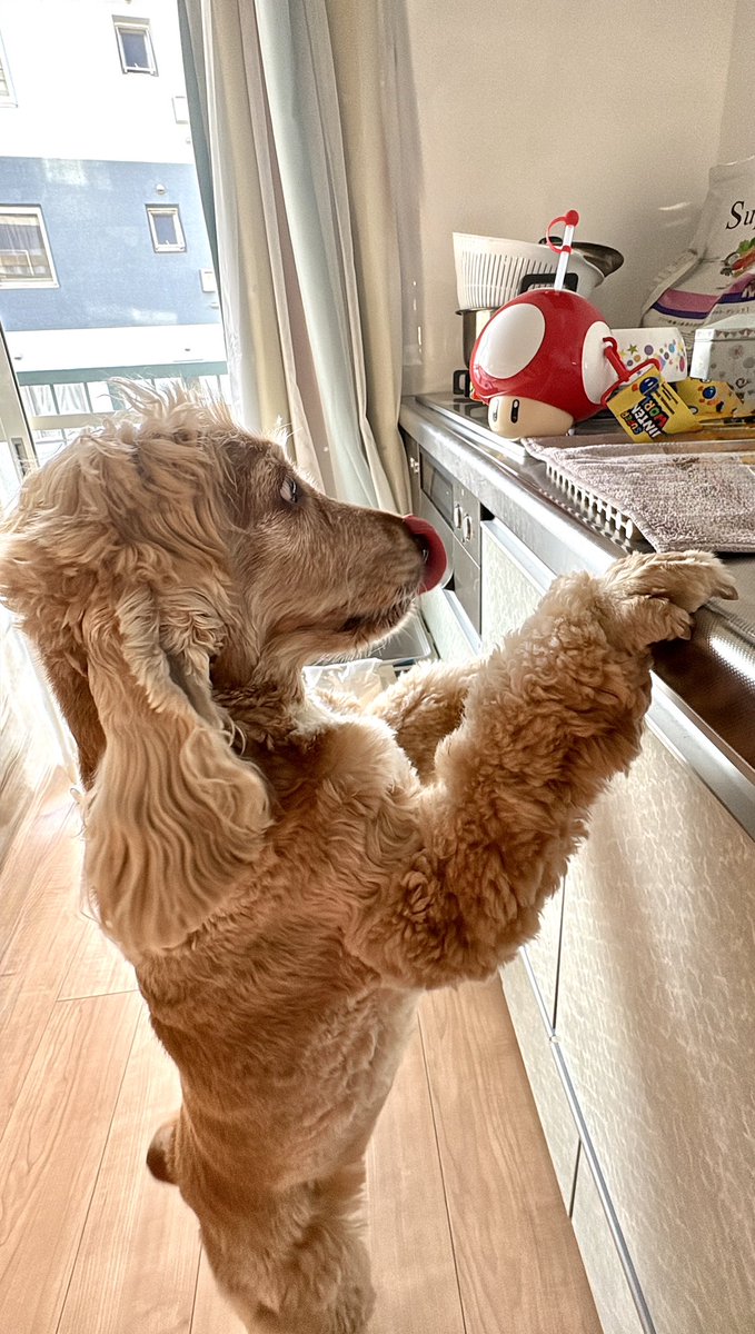 友瀬まりぃ@声優・役者 tweet media