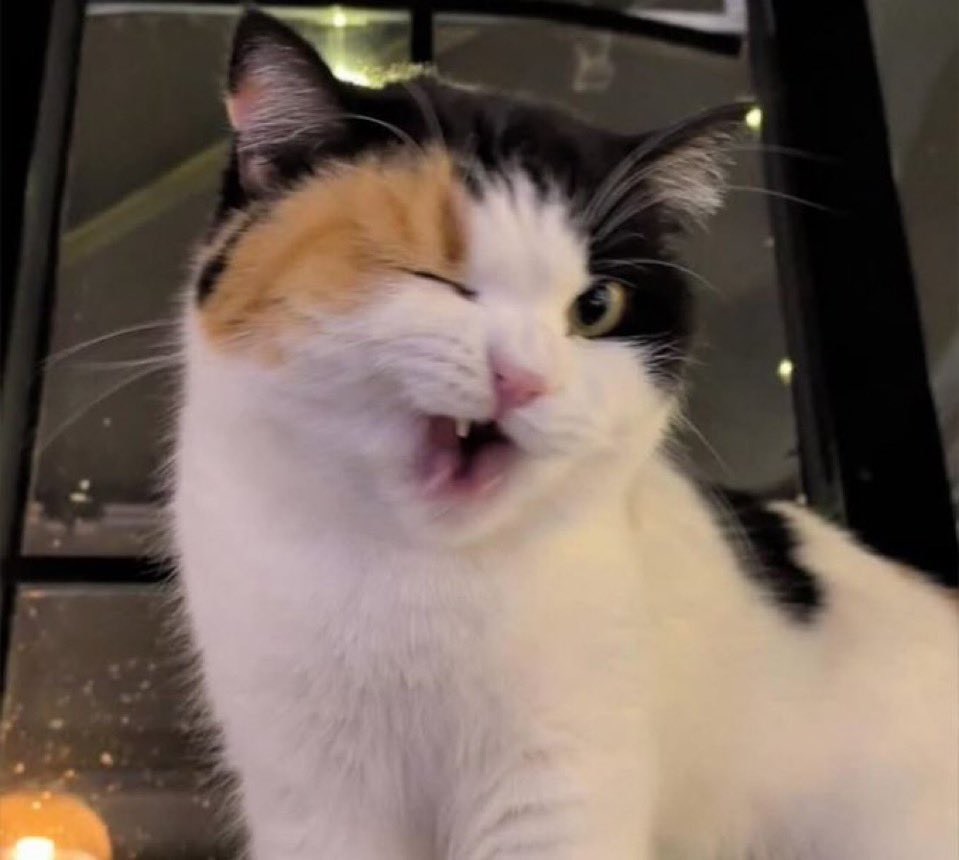 Cats for Happiness. tweet media