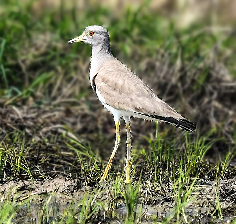 ChenTienjing's tweet photo. #跳鴴
#photography #pictureoftheday #picture #birds #birdphotography #nature #mothernature #animals #animalkingdom #naturephotography https://t.co/LIUfThaW5Q