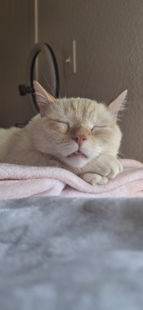 baby dog tweet media