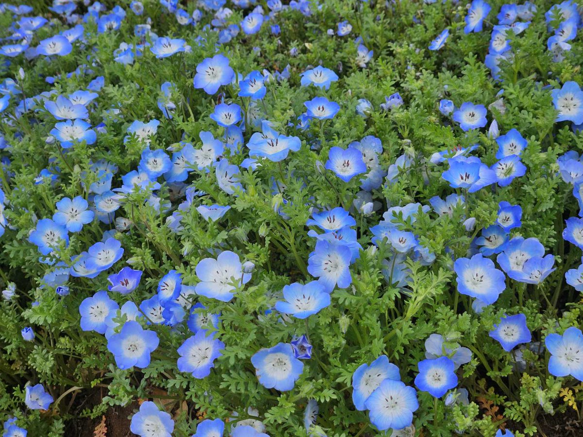 【公式】こもれび 森のイバライド tweet media