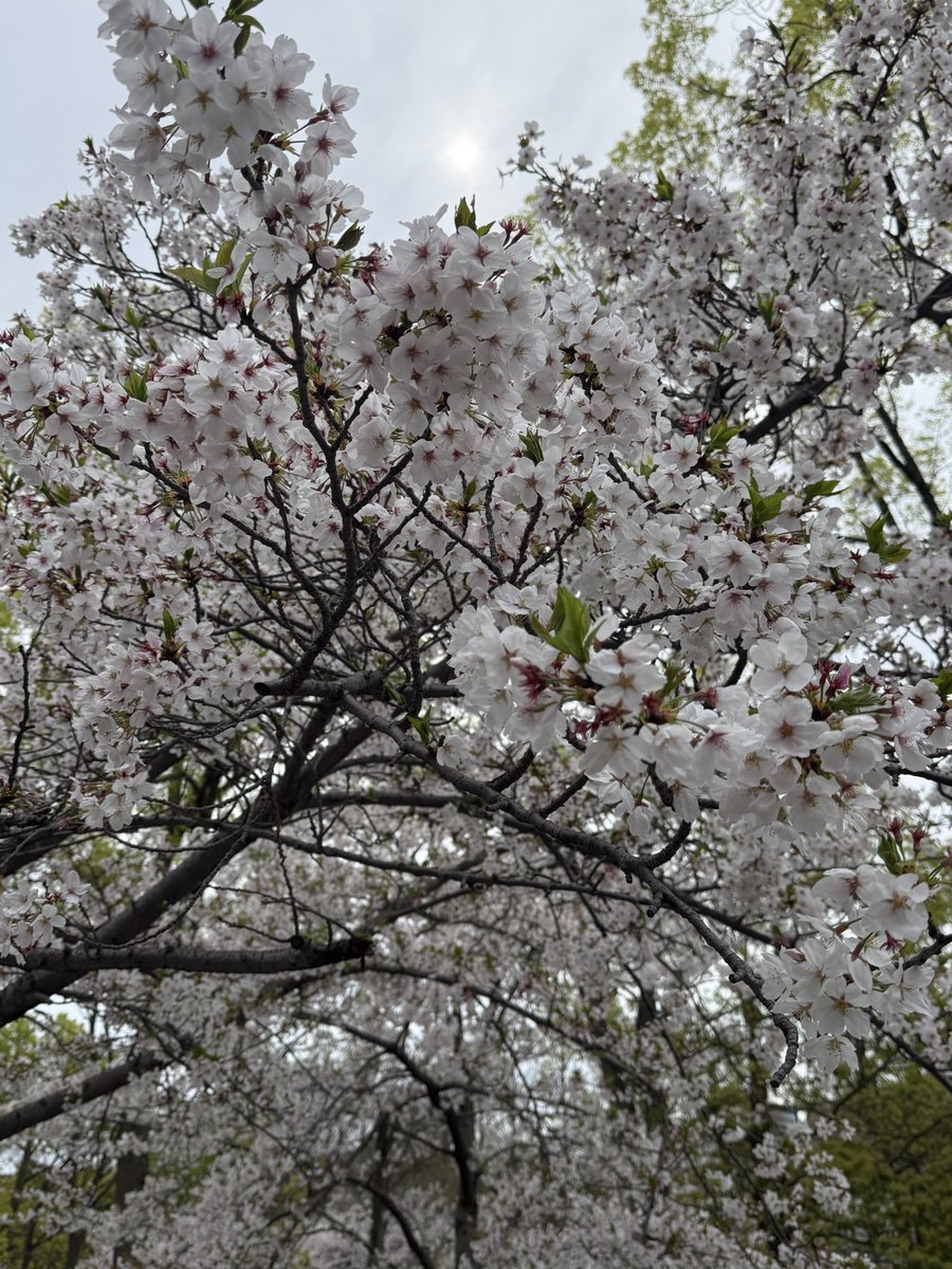 安達夕莉 Adachi Yuuri tweet media