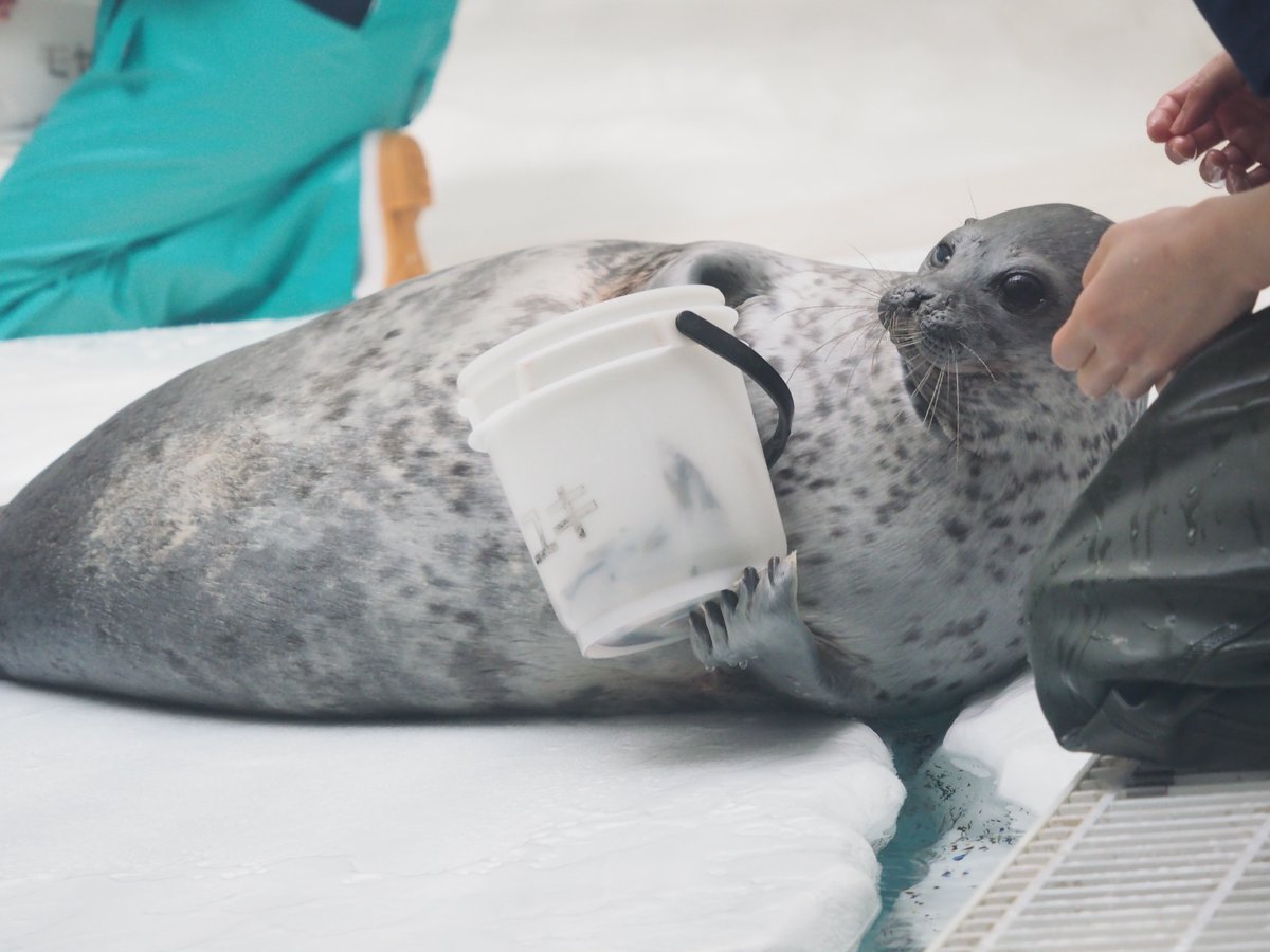 海獣先輩 tweet media