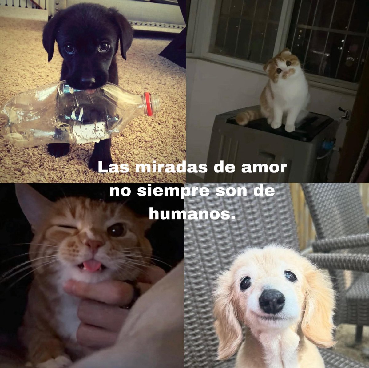 Animalitos en aprietos. tweet media