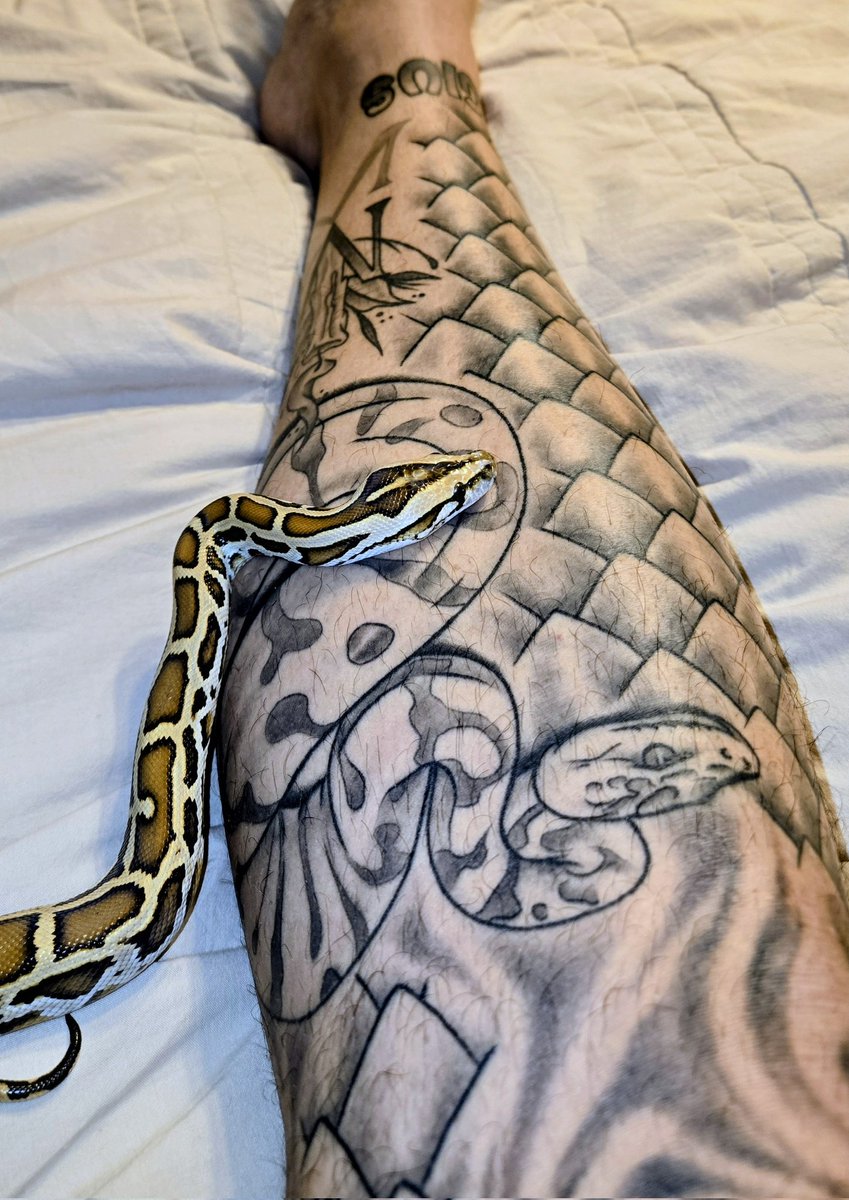 Champion Pythons tweet media