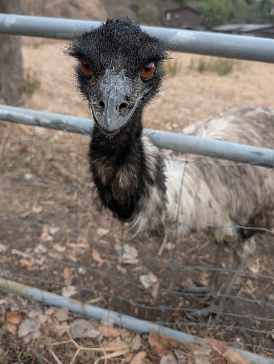 カピピ♻✨夢とチボー tweet media