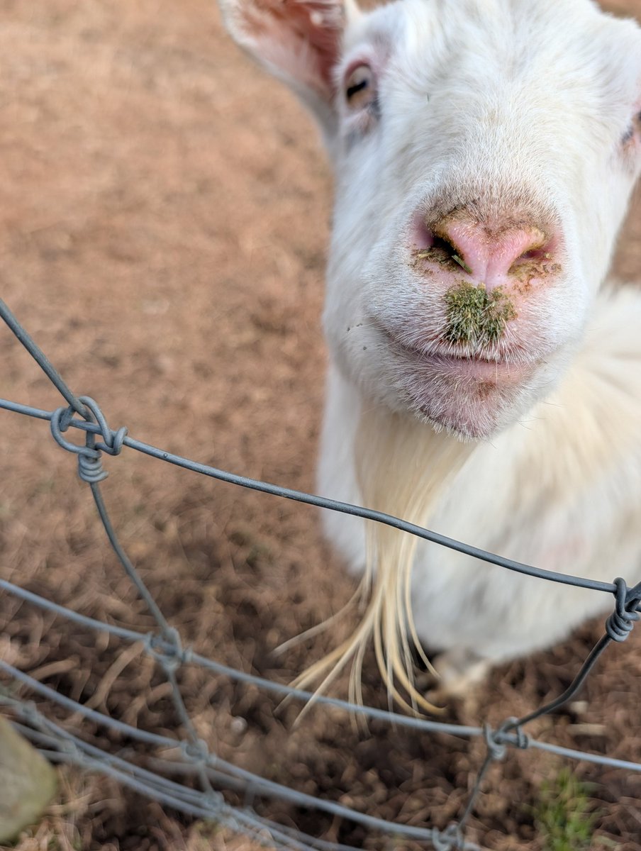 カピピ♻✨夢とチボー tweet media