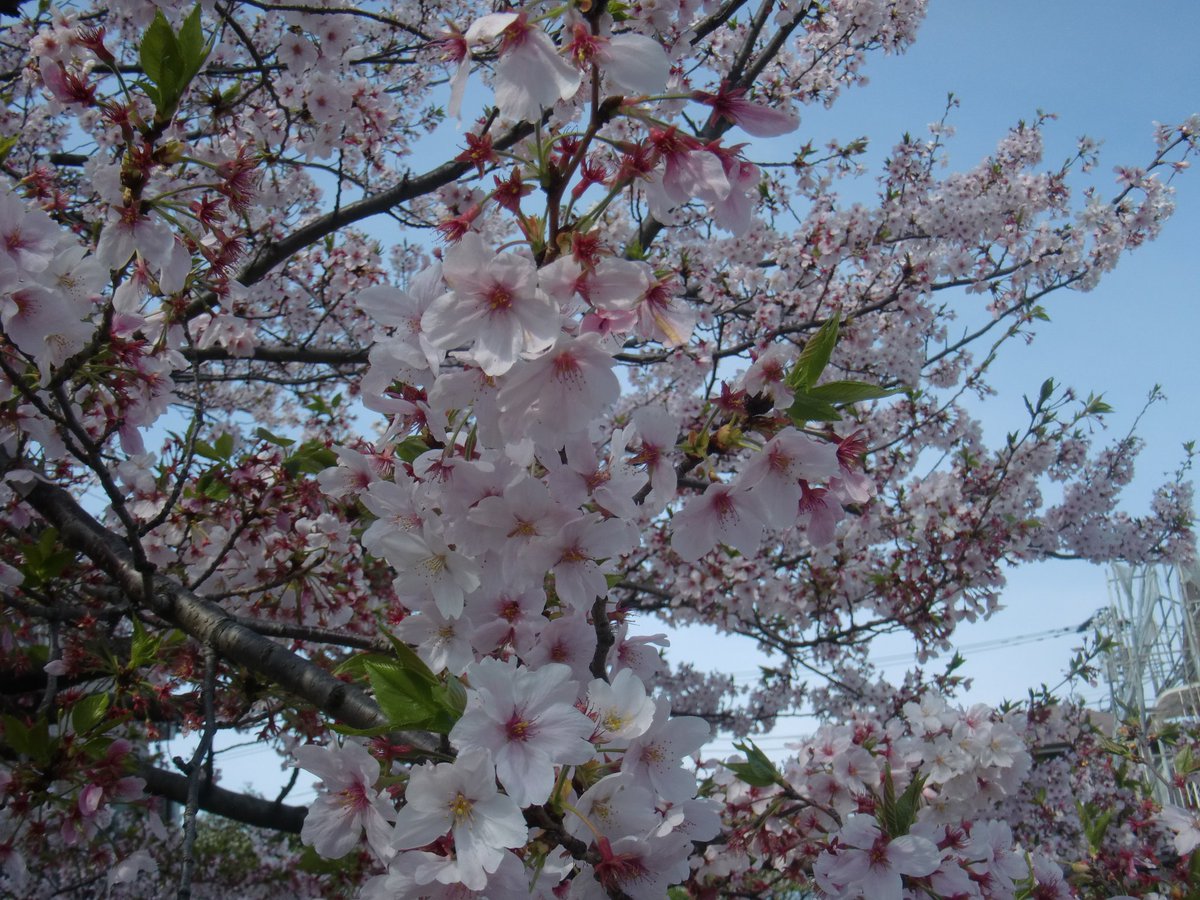 ⊹₊⟡⋆ tweet media