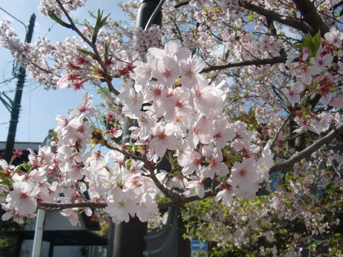 ⊹₊⟡⋆ tweet media