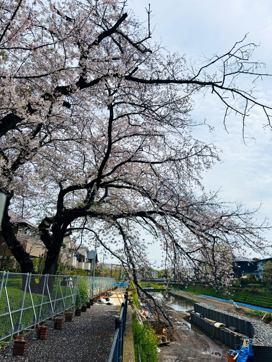 ao3325's tweet photo. 昨日早朝から三度目のポスティング🌸😂
早朝の空気気持ち良かった〜✨さすがにこれで今年は最後w
仕事で一番の天気と満開は逃したけど、何度見ても聖地の桜は別格です🥹
ドラマは天気咲き具合、全てが最高だったなぁと改めて…。
また来年綺麗に咲いてね🌸👋🏼次は桜の下を通れますように https://t.co/9Qv4ZylkfI