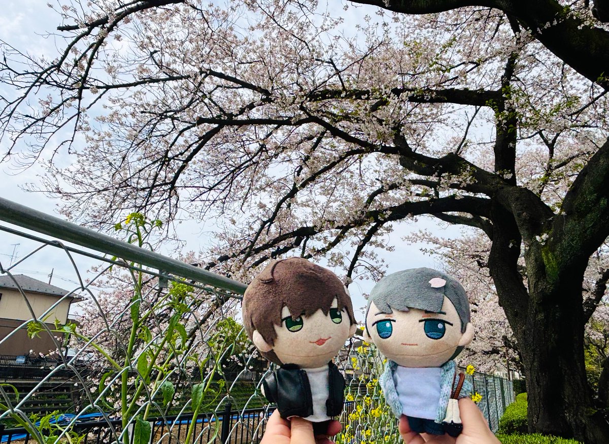 ao3325's tweet photo. 昨日早朝から三度目のポスティング🌸😂
早朝の空気気持ち良かった〜✨さすがにこれで今年は最後w
仕事で一番の天気と満開は逃したけど、何度見ても聖地の桜は別格です🥹
ドラマは天気咲き具合、全てが最高だったなぁと改めて…。
また来年綺麗に咲いてね🌸👋🏼次は桜の下を通れますように https://t.co/9Qv4ZylkfI