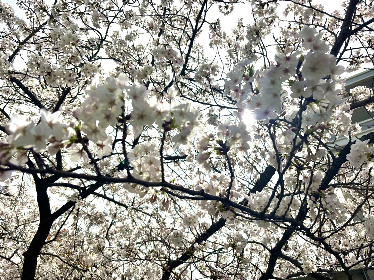 dj2coo0's tweet photo. 昨日うっかり会社の時間に起きてうっかり会社まで行って、日曜日だったことに絶望しながらのんびり歩いて花見して団子���って食べた時の写真アップしとくね。

春のばーか！（春のせいじゃないです） https://t.co/KjBG7ExtCa