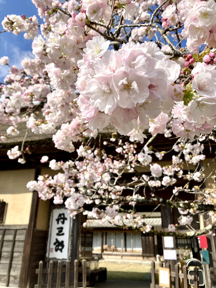 門前の桜が、見頃を迎えています🌸

初めての試みですが、
営業前の朝のひとときだけ、駐車場を開放いたします。

朝7:00〜10:00頃まで
お車の方も、どうぞご自由にお入りください。
駐車場は10台ほどお停めいただけます。

春の奥多摩を
気持ちよく楽しんでいただけたら嬉しいです。