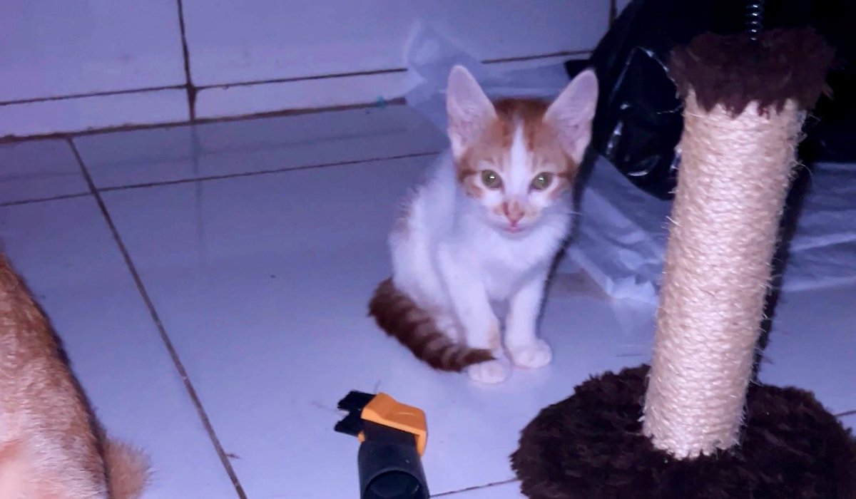 Gatinhos da Di 🐈 Abrigo Davi tweet media