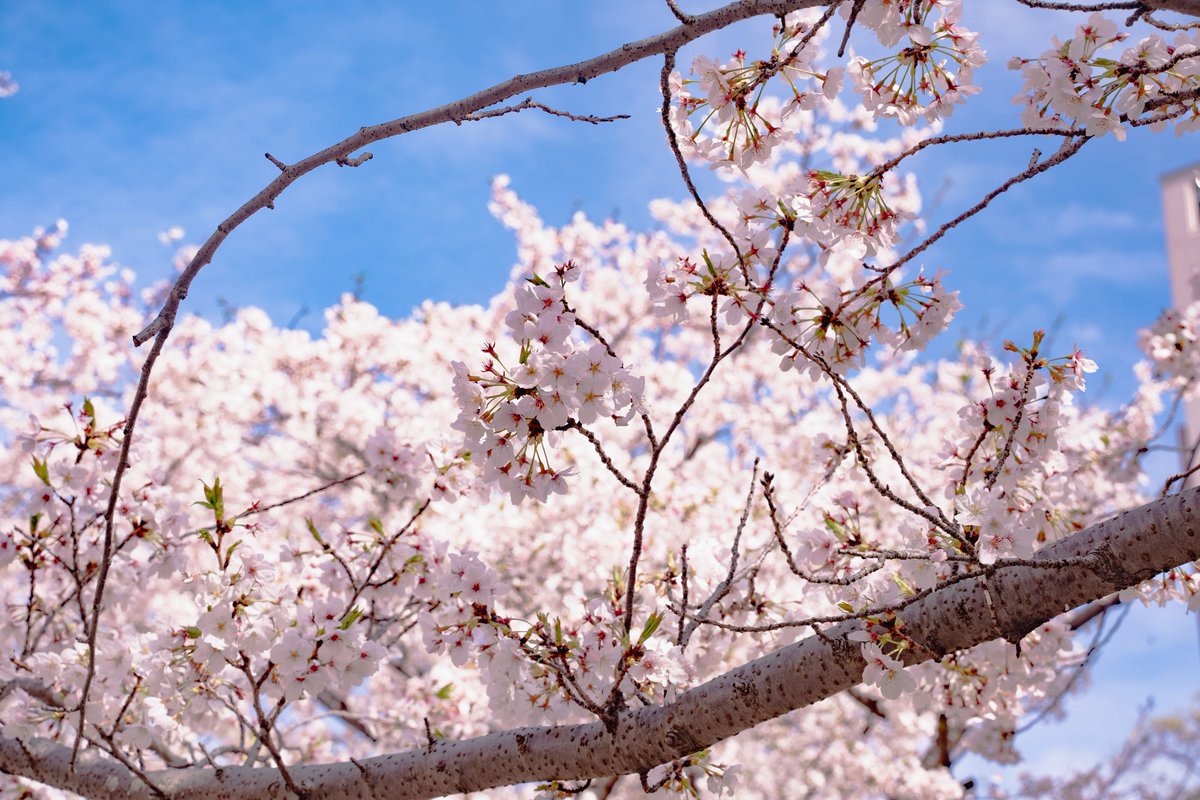 RYOsuke figure room tweet media