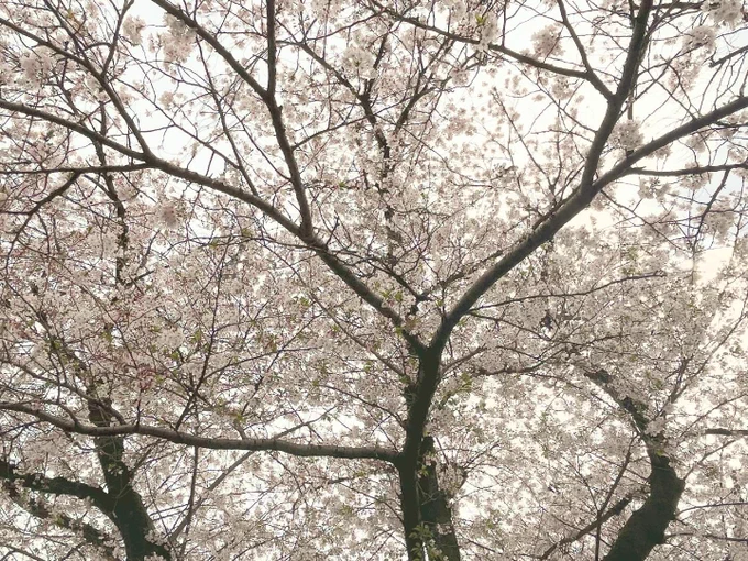 日曜日は桜をみれました。 散り際の桜吹雪でとっても美しかったです。