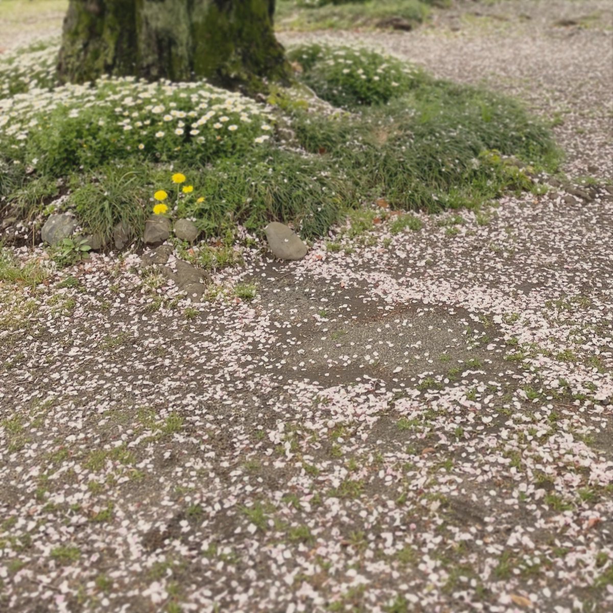 「日曜日は桜をみれました。 散り際の桜吹雪でとっても美しかったです。」|れん🐾 コミティア144/ち45aのイラスト
