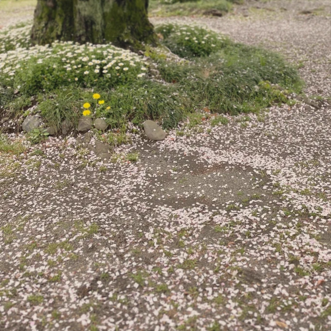 日曜日は桜をみれました。 散り際の桜吹雪でとっても美しかったです。