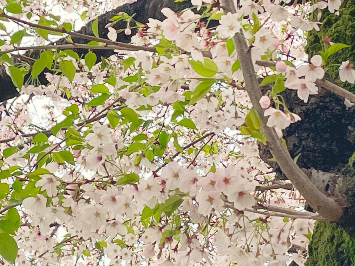 「日曜日は桜をみれました。 散り際の桜吹雪でとっても美しかったです。」|れん🐾 コミティア144/ち45aのイラスト