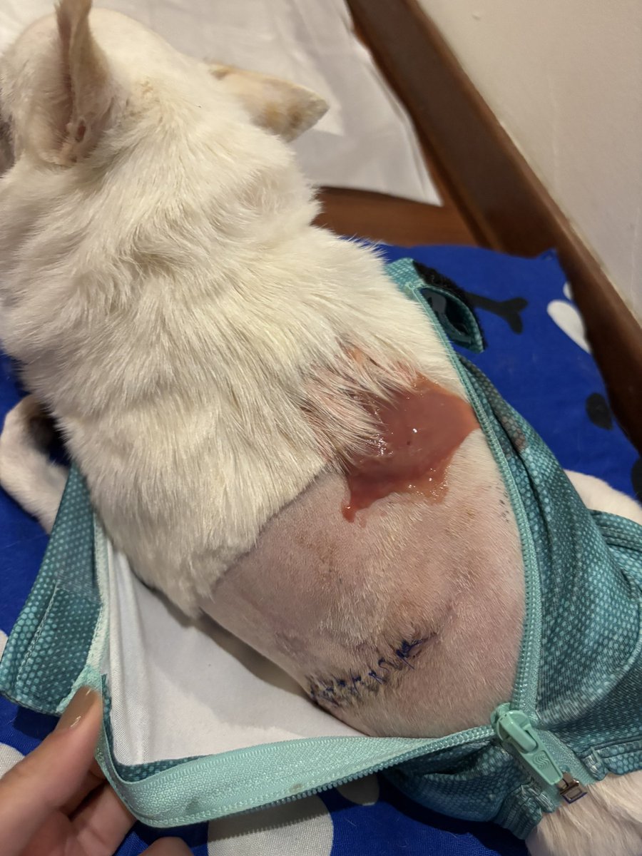 UvaBombon23_'s tweet photo. se llega a morir mi perro y vida me va a hacer falta para maldecir al veterinario (carnicero” que “lo curó” en BABAHOYO

HIJOS DE PUTAAAAAAAA https://t.co/1EeMF4Ko8s