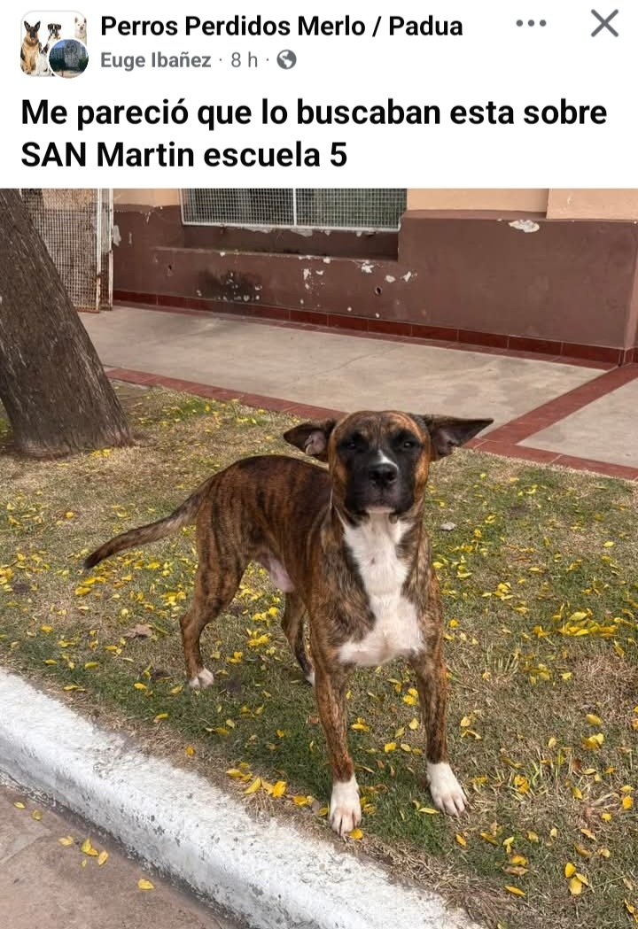 Perros de Merlo tweet media