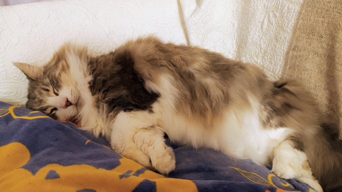 おこげちゃん tweet media