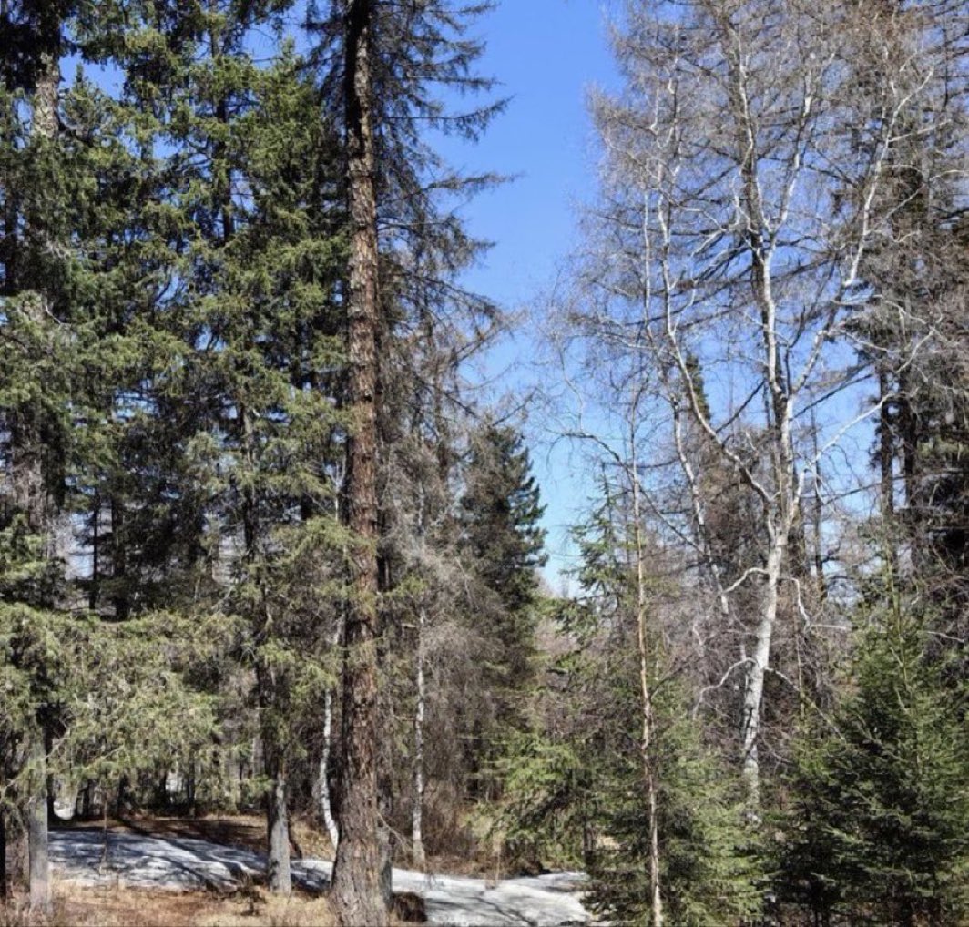 Purevkhuu tweet media